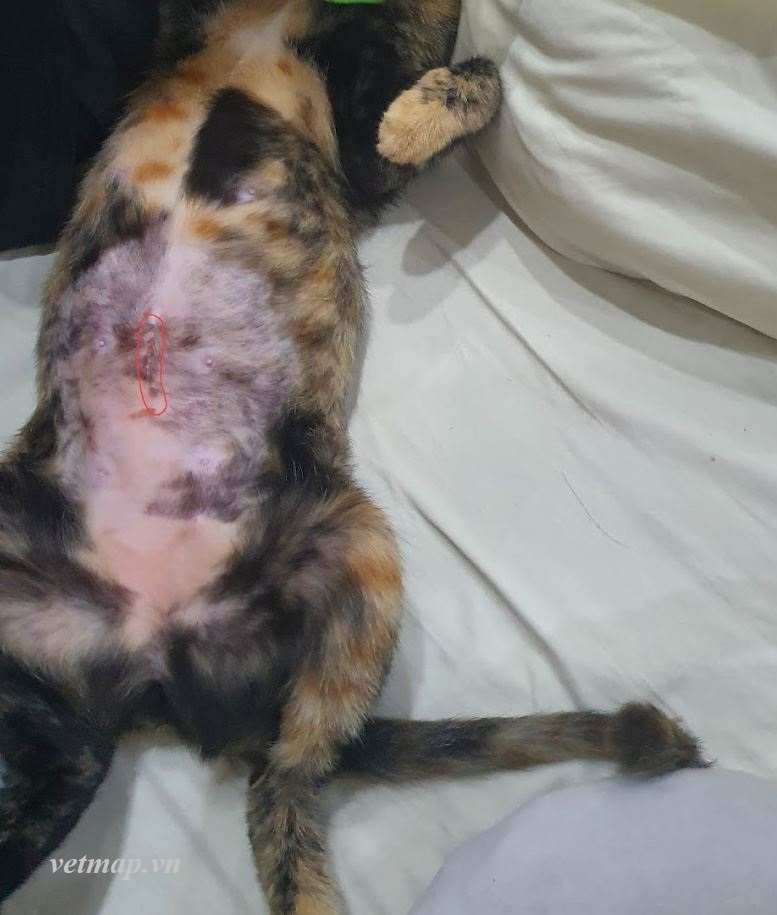 Danh sách nhà máy sản xuất thuốc thú y đạt chuẩn GMP tại Việt Nam 17 MN NÊN TRÁNH THÚ Y NÀY